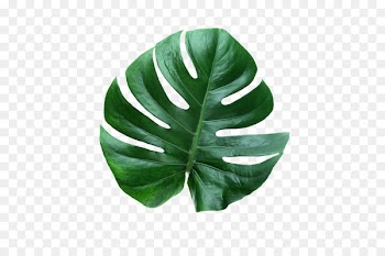 Leaf Swiss cheese plant Houseplant - Leaf 