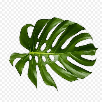 Leaf Swiss cheese plant Palm branch Art Tropics - tropical leaves 