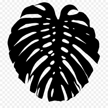 Leaf Swiss cheese plant Palm trees Plants Tropical Leaves Green -  