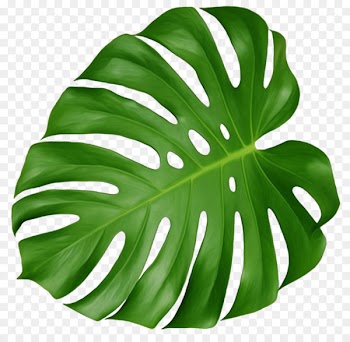 Leaf Swiss cheese plant Tropics Clip art - tropical 