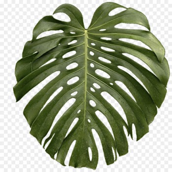 Leaf Swiss cheese plant Tropics - tropical 