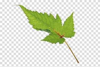 Leaf Tea , Leaves 9 transparent background PNG clipart