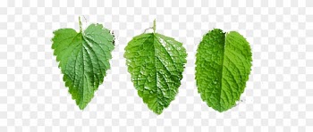 Leaf Test - Peppermint Leaves Vs Spearmint Leaves