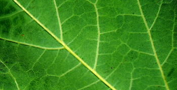 Leaf Texture 04 | Jacob Gube | Flickr