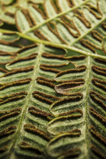 Leaf texture, bracken fern background | Free Photo - rawpixel