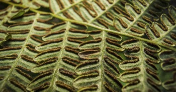 Leaf texture, bracken fern background | Free Photo - rawpixel