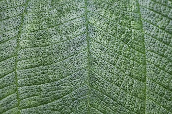 Leaf texture close up background, | Free Photo - rawpixel