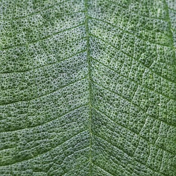 Leaf texture close up background, | Free Photo - rawpixel