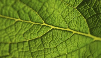 Leaf  texture computer wallpaper, | Free Photo - rawpixel