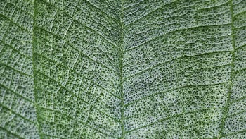 Leaf texture desktop wallpaper, high | Free Photo - rawpixel
