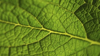 Leaf texture desktop wallpaper, high | Free Photo - rawpixel