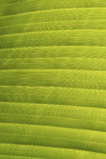 Leaf texture, green nature macro | Free Photo - rawpixel