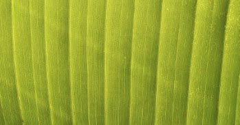 Leaf texture, green nature macro | Free Photo - rawpixel