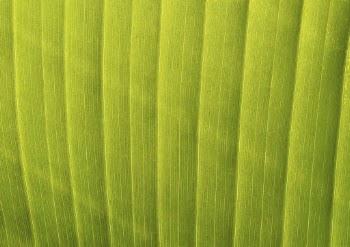 Leaf texture, green nature macro | Free Photo - rawpixel