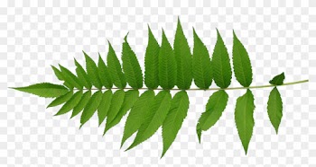 Leaf Texture Mapping Plant Stem - Leaf Texture Png