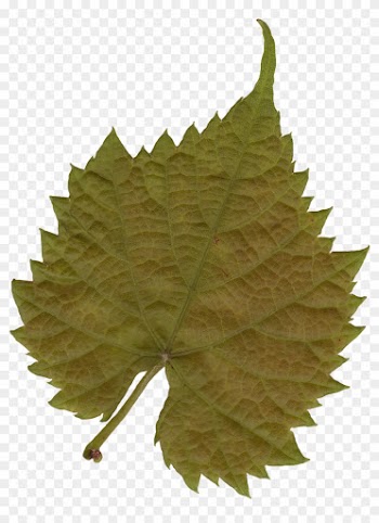 Leaf Texture Mapping Tree Color - Leaf