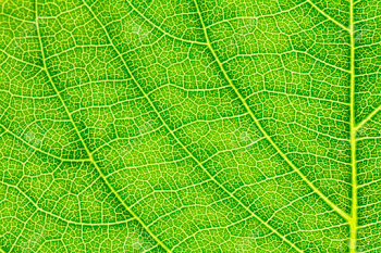 Leaf Texture Pattern For Spring Background, Environment And ...