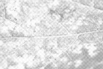 Leaf texture png overlay, abstract | Free PNG - rawpixel