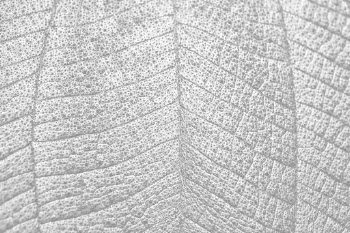 Leaf texture png overlay, abstract | Free PNG - rawpixel