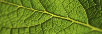 Leaf  texture, twitter header | Free Photo - rawpixel