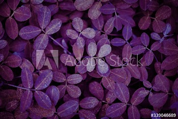 Leaf textured background