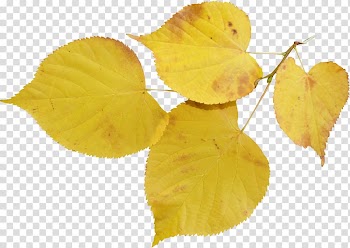 Leaf Tilia cordata Bud Autumn Flower, Leaf transparent background PNG clipart
