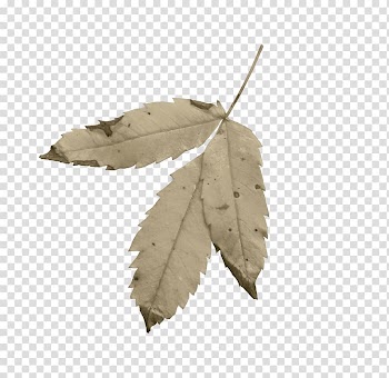Leaf transparent background PNG clipart