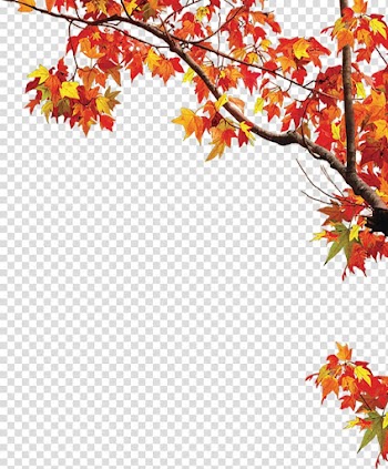 金秋枫 leaf transparent background PNG clipart
