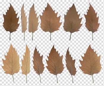Leaf transparent background PNG clipart