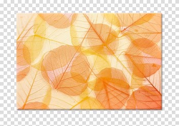, Leaf transparent background PNG clipart