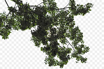 Leaf Tree Branch - trees 