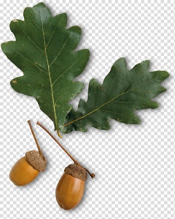 Leaf Tree Deciduous Oak Acorn, tree transparent background PNG clipart