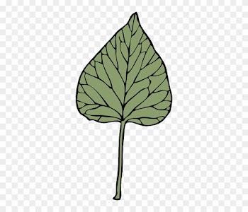 Leaf, Tree, Plant, Ivy, Drug, Herb - Clip Art