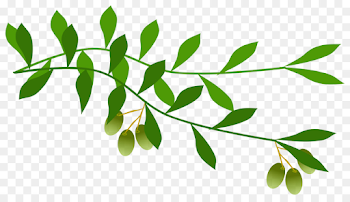 Leaf Tree Transparent Png Image Clipart Free Download Alive Olive ...
