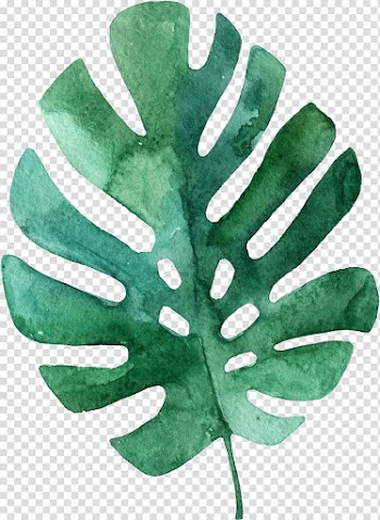 Leaf Tropics Drawing Palm branch, olive transparent background PNG clipart