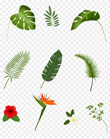 Leaf Tropics Plant Euclidean Vector - Leaf Tropics Plant Euclidean Vector