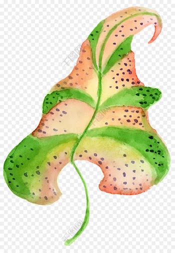 Leaf, Tropics, Plants, Green PNG