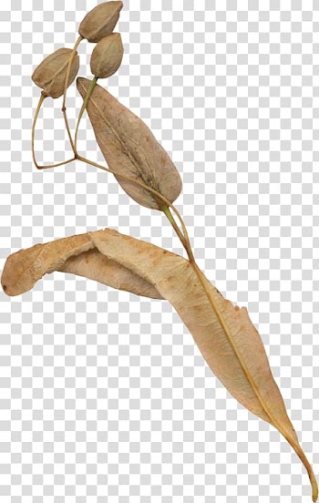 Leaf Twig Brown, Leaf transparent background PNG clipart