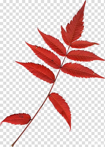 Leaf Twig , Leaf transparent background PNG clipart