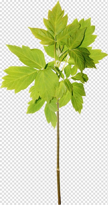 Leaf Twig , Leaves transparent background PNG clipart
