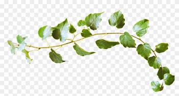 Leaf Twig World Wide Web - Leaves Twig Png