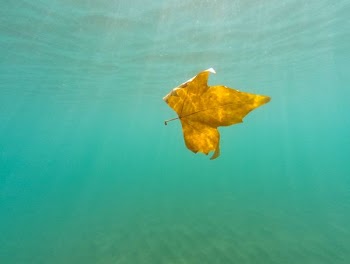 leaf under water