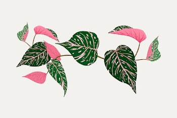 Leaf vector calathea plant botanical… | Free stock illustration | High Resolution graphic