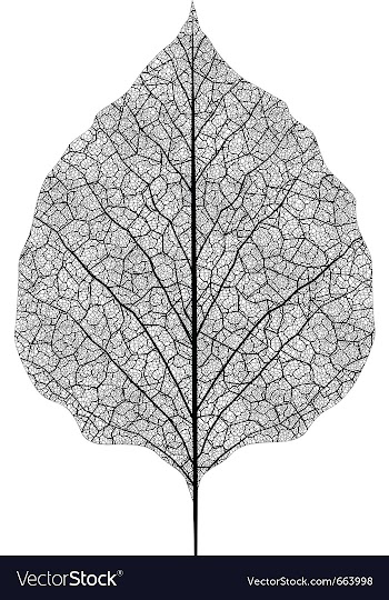 Leaf vector image