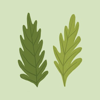 Leaf vector plant botanical illustration | Free stock illustration | High Resolution graphic