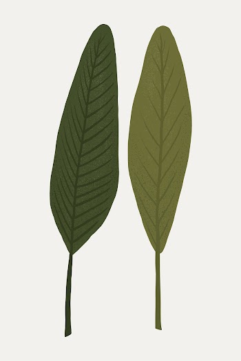 Leaf vector plant botanical illustration | Free stock illustration | High Resolution graphic