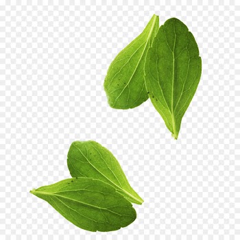 Leaf vegetable Basil Leaf vegetable - Leaves 