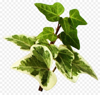 Leaf vegetable Blog Clip art - green leaves 
