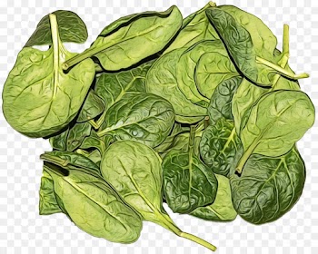 leaf vegetable food spinach leaf plant