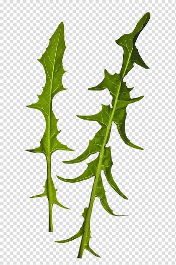 Leaf vegetable, Green leafy vegetables transparent background PNG clipart